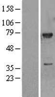 MEKK3 (MAP3K3) Human Over-expression Lysate