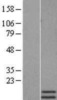 Motilin (MLN) Human Over-expression Lysate