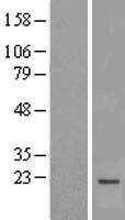 MPV17 Human Over-expression Lysate