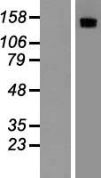 RON (MST1R) Human Over-expression Lysate
