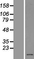 PFDN1 Human Over-expression Lysate
