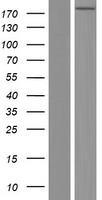 PIK3C2B Human Over-expression Lysate