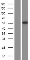 POU2F2 Human Over-expression Lysate