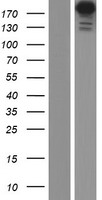 Periplakin (PPL) Human Over-expression Lysate