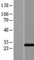PSMA4 Human Over-expression Lysate