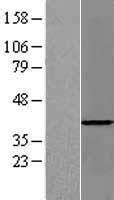 PSMD7 Human Over-expression Lysate