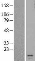I 309 (CCL1) Human Over-expression Lysate