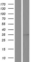 VDAC1 Human Over-expression Lysate