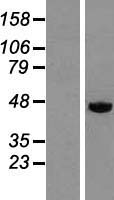 DEK Human Over-expression Lysate