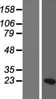 H3FC (HIST1H3C) Human Over-expression Lysate