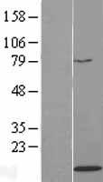 H4C14 Human Over-expression Lysate