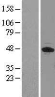 EIF3F Human Over-expression Lysate