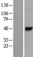 GGH Human Over-expression Lysate