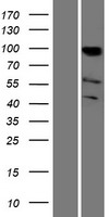 KAT2B Human Over-expression Lysate