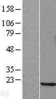 DDIT3 Human Over-expression Lysate