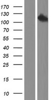 Eph receptor A5 (EPHA5) Human Over-expression Lysate