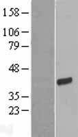 FRG1 Human Over-expression Lysate