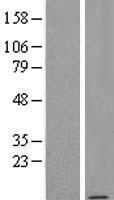 NDUFA1 Human Over-expression Lysate
