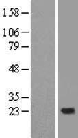 NDUFB10 Human Over-expression Lysate