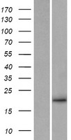 Neurturin (NRTN) Human Over-expression Lysate