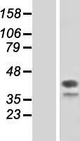 DAP3 Human Over-expression Lysate