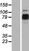 MARK2 Human Over-expression Lysate