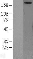 MTOR Human Over-expression Lysate