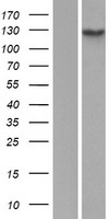 Hairless (HR) Human Over-expression Lysate