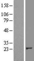 p38 (CRK) Human Over-expression Lysate