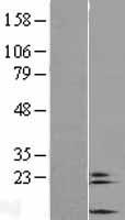 COX6A2 Human Over-expression Lysate