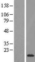 ETV3 Human Over-expression Lysate