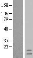 INSL3 Human Over-expression Lysate