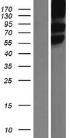 SLC1A5 Human Over-expression Lysate