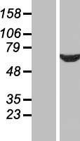 SDCCAG10 (CWC27) Human Over-expression Lysate