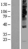 NPY4R Human Over-expression Lysate