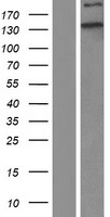 MYH10 Human Over-expression Lysate