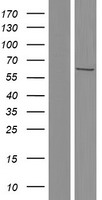 CCT6B Human Over-expression Lysate