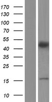 COPS3 Human Over-expression Lysate