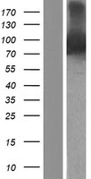 RASAL1 Human Over-expression Lysate