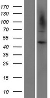 CARD8 Human Over-expression Lysate