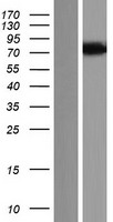 CREBRF Human Over-expression Lysate