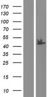 WDR13 Human Over-expression Lysate