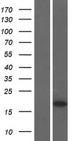 MARVELD1 Human Over-expression Lysate