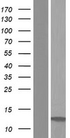LST1 Human Over-expression Lysate