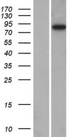 Calpain 11 (CAPN11) Human Over-expression Lysate