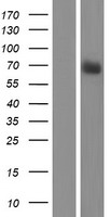 RASGRP 4 (RASGRP4) Human Over-expression Lysate