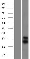 DIABLO Human Over-expression Lysate