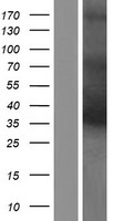 MAGEA4 Human Over-expression Lysate