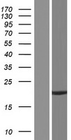 LRTOMT Human Over-expression Lysate