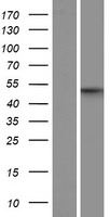 Apoptosis inhibitor 5 (API5) Human Over-expression Lysate